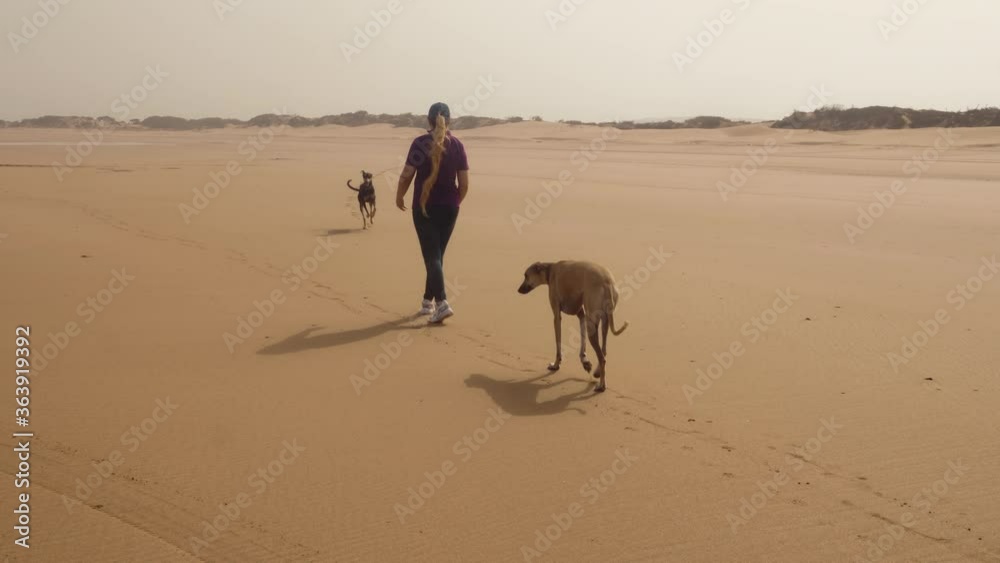 Two Sloughi dogs (Arabian greyhound) and a woman enjoy a beach walk. Holiday at the beach, outdoor leisure time, morning exercise. Slow motion footage. Two Sloughi dogs (Arabian greyhound) and a woman enjoy a beach walk. Holiday at the beach, outdoor leisure time, morning exercise. Slow motion footage.