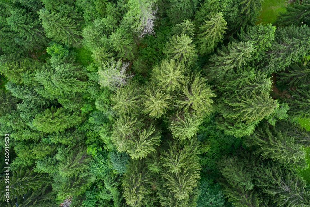 Plantation of spruce trees. Top down aerial view. Green spruce on the slope aerial view. Background forest view from above, green forest nature texture. Summer warm sun light forest aerial view Plantation of spruce trees. Top down aerial view. Green spruce on the slope aerial view. Background forest view from above, green forest nature texture. Summer warm sun light forest aerial view