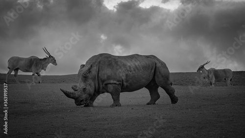 Rhino on the wild