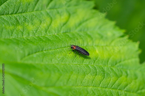 Cuadro en lienzo Red Necked Cane Borer Beetle in Summer