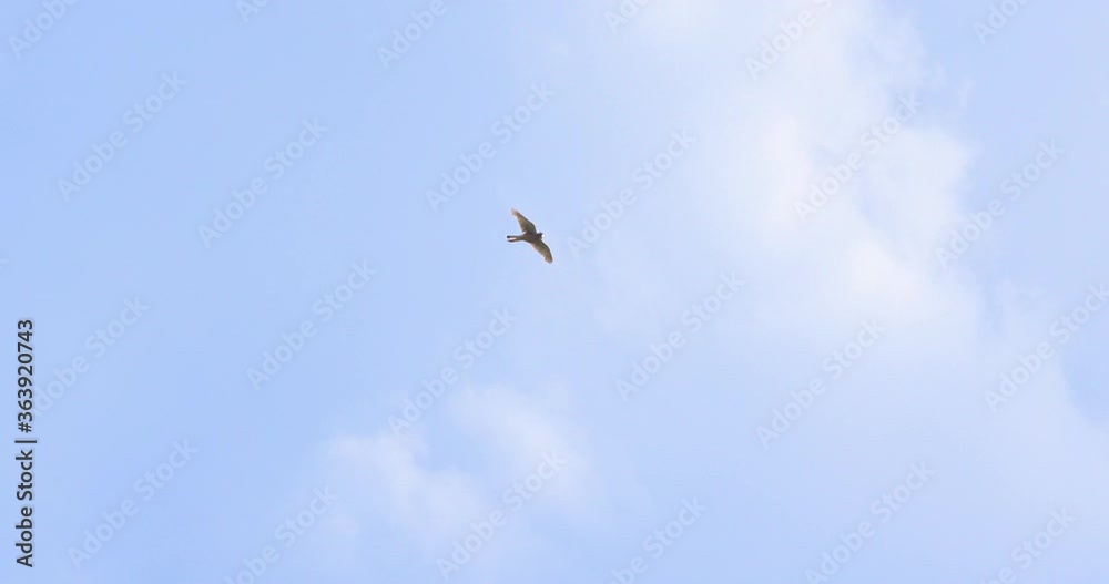 Kestrel bird of prey wings spread soaring slow motion Kestrel bird of prey wings spread soaring slow motion