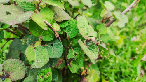 background view of fresh green leaves