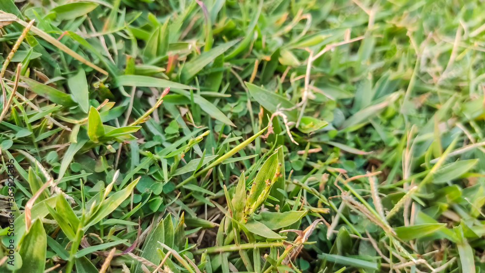 macro view of green grass at playground macro view of green grass at playground