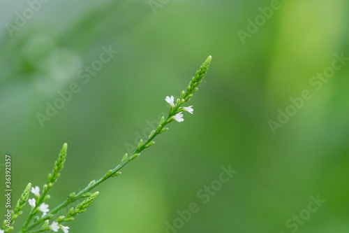 White Vervain Flowers in Summe