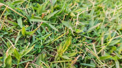 macro view of green grass at playground