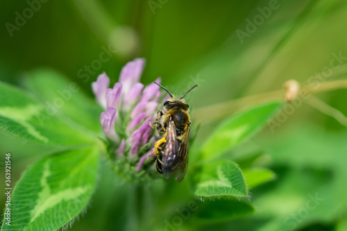 Wilke's Mining Bee on Red Clover Flowers