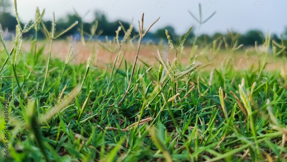 macro view of green grass at playground