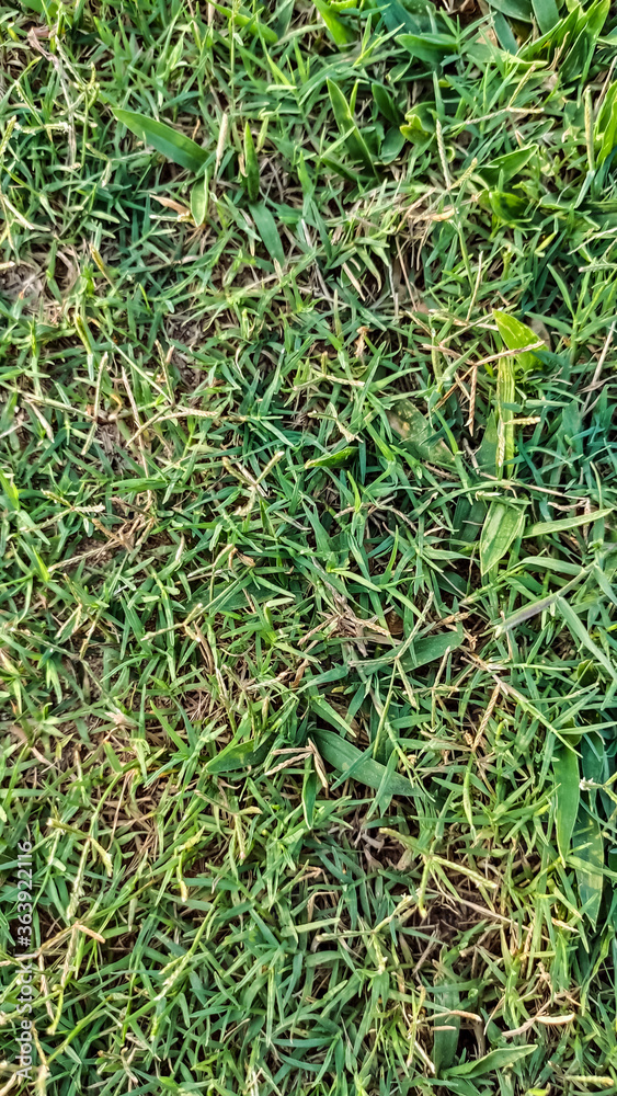 Fototapeta premium background view of green grass at playground