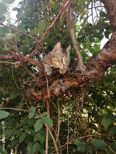 cat sitting on tree