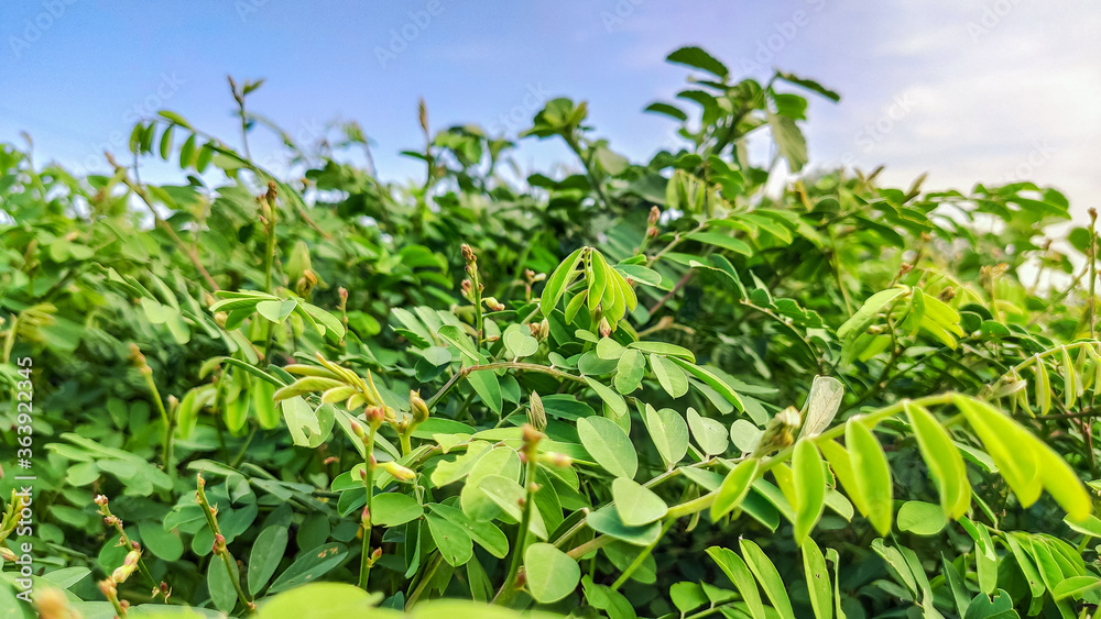 background view of fresh green leaves along with blue sky