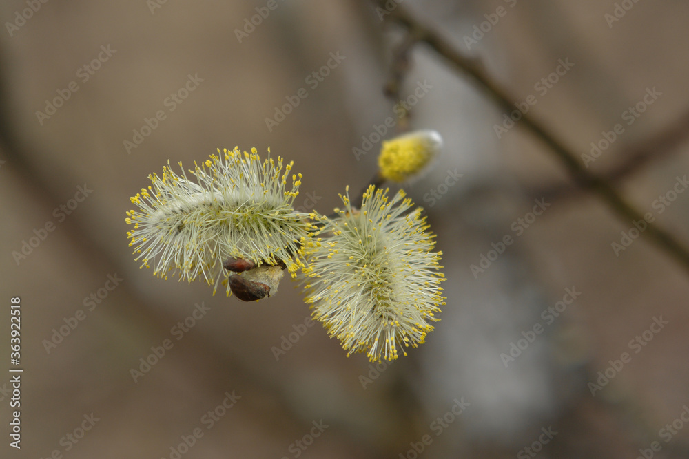 A close up of male catkins of goat willow or great sallow (Salix caprea) A close up of male catkins of goat willow or great sallow (Salix caprea)