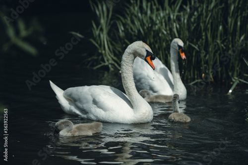 Fototapeta Naklejka Na Ścianę i Meble -  Beautiful white Swan, with small babies