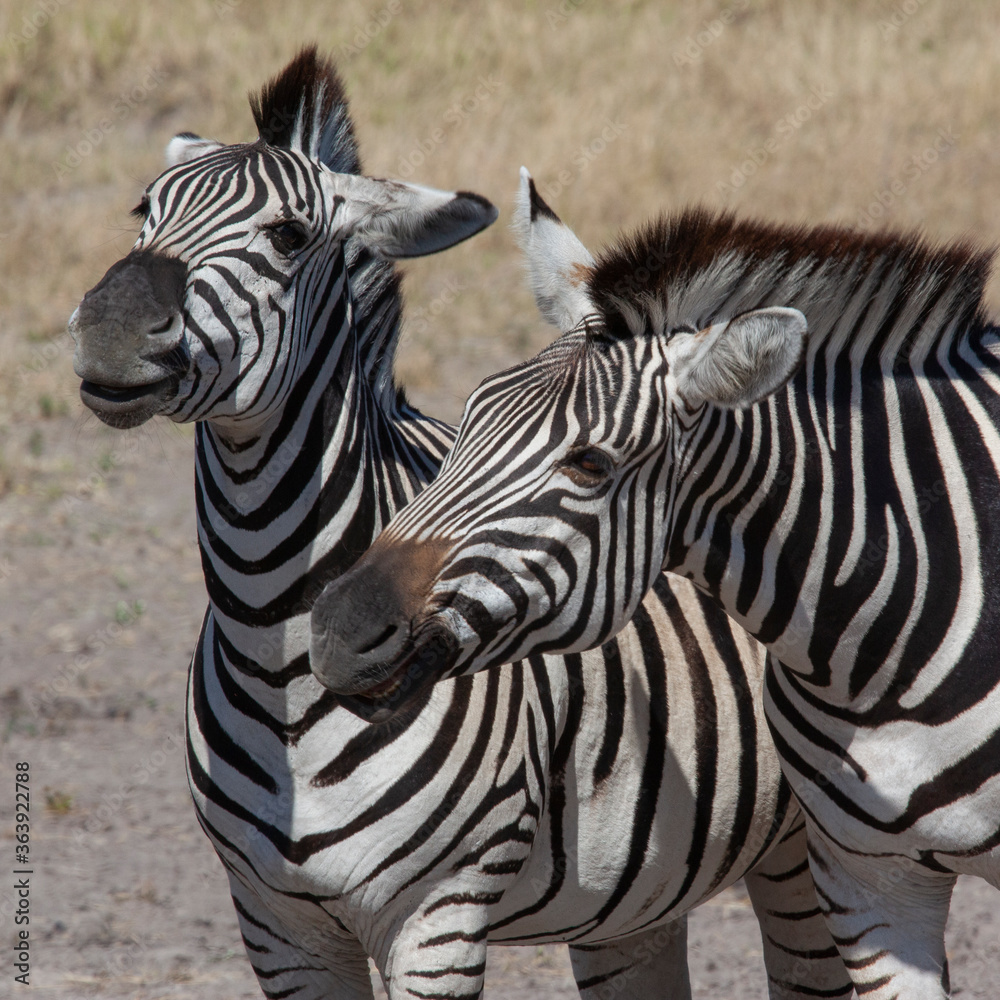 Plains Zebra (Equus quagga) in the Savuti region of northern Botswana, Africa. Plains Zebra (Equus quagga) in the Savuti region of northern Botswana, Africa.