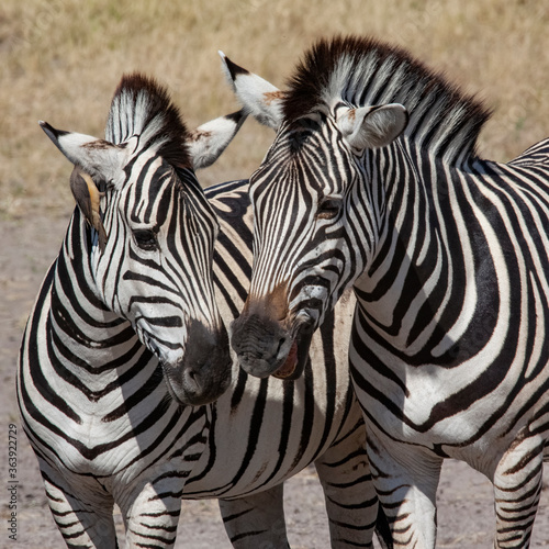 Fototapeta Naklejka Na Ścianę i Meble -  Plains Zebra (Equus quagga) in the Savuti region of northern Botswana, Africa.
