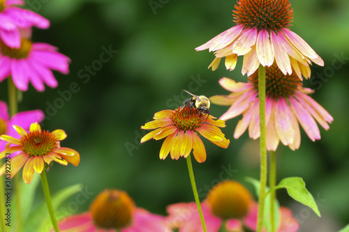 Cheyenne Spirit Coneflowers with a bee.