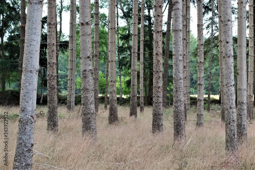 Fototapeta Naklejka Na Ścianę i Meble -  Some tall bare pines in the forest