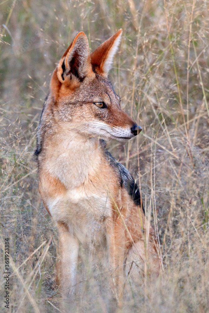 Black-backed jackal (Canis mesomelas) in the Savuti region of northern Botswana, Africa.