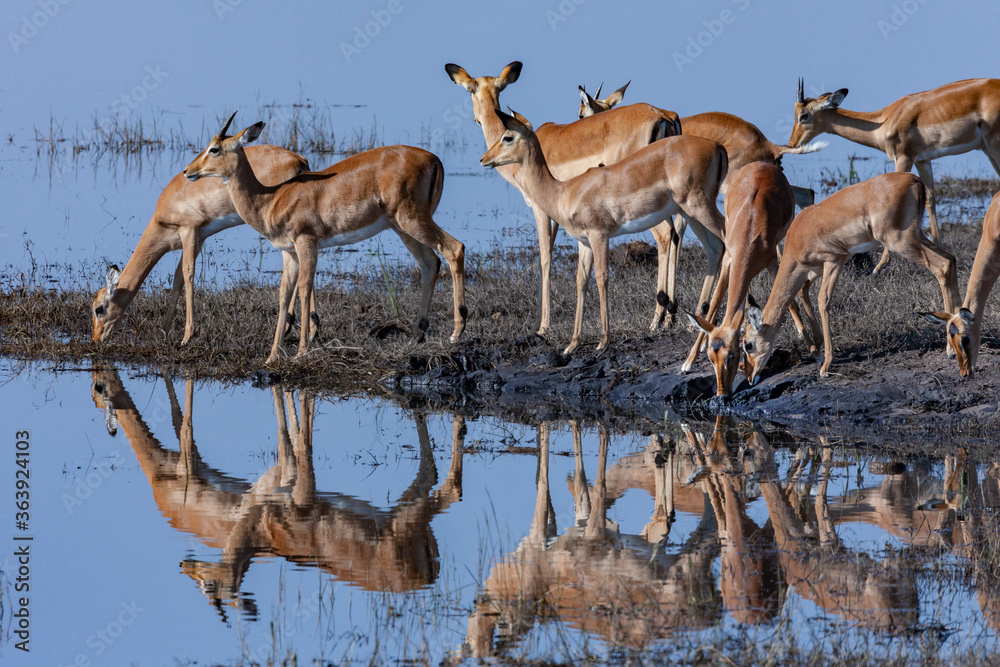 Group of Impala antelopes drinking at the Chobe River in Chobe National Park in northern Botswana, Africa. - obrazy, fototapety, plakaty 