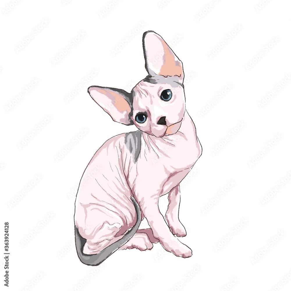 Sphynx cat