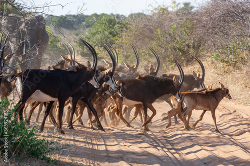 Herd of Sable Antelope (Hippotragus niger) in Chobe National Park in northern Botswana, Africa. photo