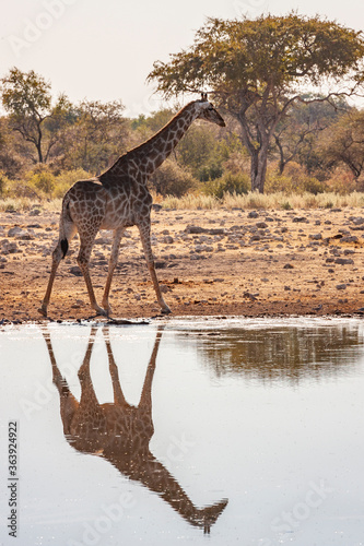 Giraffe (Giraffa camelopardalis) at a waterhole in Etosha National Park in Namibia, Africa.