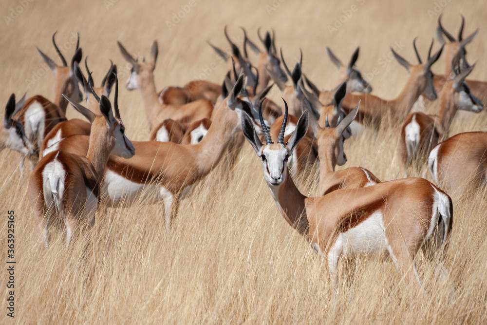 Springbok antelope (Antidorcas marsupialis) in Etosha National Park in Namibia, Africa. - obrazy, fototapety, plakaty 