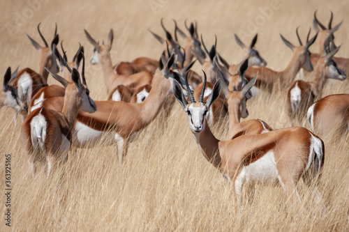 Springbok antelope (Antidorcas marsupialis) in Etosha National Park in Namibia, Africa. photo