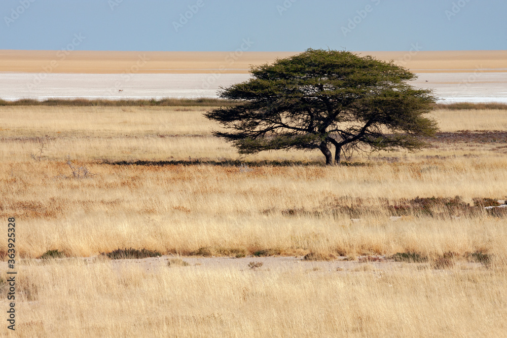 Salt Pan in Etosha National Park in Namibia, Africa.