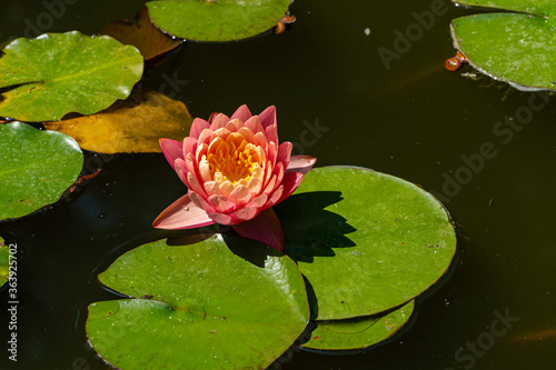 Φωτογραφία Magical large bright pink water lily or lotus flower at sunset in garden pond