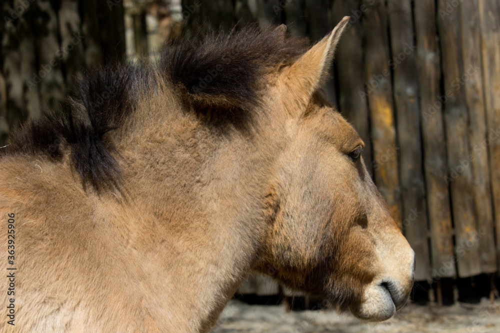Fototapeta premium Przewalski wild horse, Przewalski`s horse Equus przewalskii, Dzungarian horse or Equus ferus przewalskii also called the Mongolian wild horse, is a rare and endangered horse
