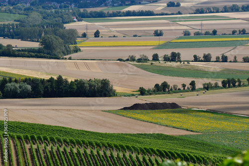 sommerlandschaft rheinhessen photo