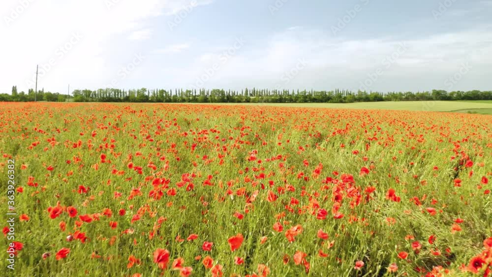 Moving through field of red poppy flowers on sunny day Moving through field of red poppy flowers on sunny day