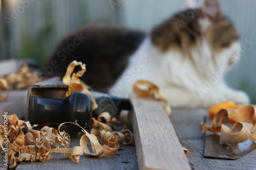 carpenter's table with shavings and a cat in a distant blurry view