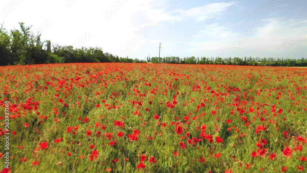 Moving through field of red poppy flowers on sunny day Moving through field of red poppy flowers on sunny day
