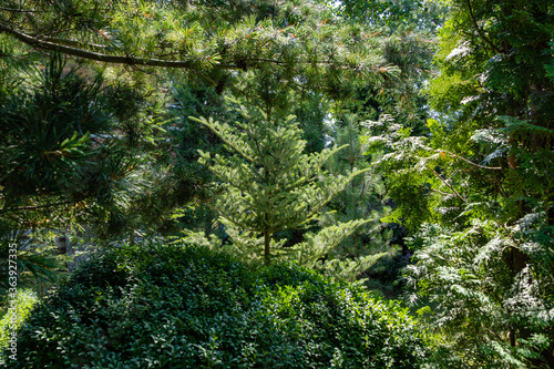 Evergreen landscaped garden. Firs, Christmas trees, juniperses and other evergreen trees and shrubs against the backdrop of evergreens and deciduous plants. Close-up. Atmosphere of relaxing and love.