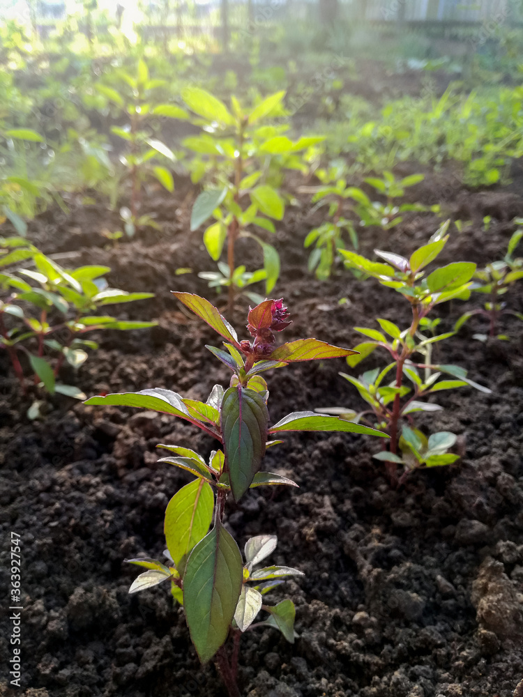 Young sprouts of Basil in garden in morning sun, growing spices. Organic leaf vegetable gardening. Close-up. Selective focus. Rural lifestyle. Young sprouts of Basil in garden in morning sun, growing spices. Organic leaf vegetable gardening. Close-up. Selective focus. Rural lifestyle.