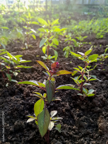 Young sprouts of Basil in garden in morning sun, growing spices. Organic leaf vegetable gardening. Close-up. Selective focus. Rural lifestyle.