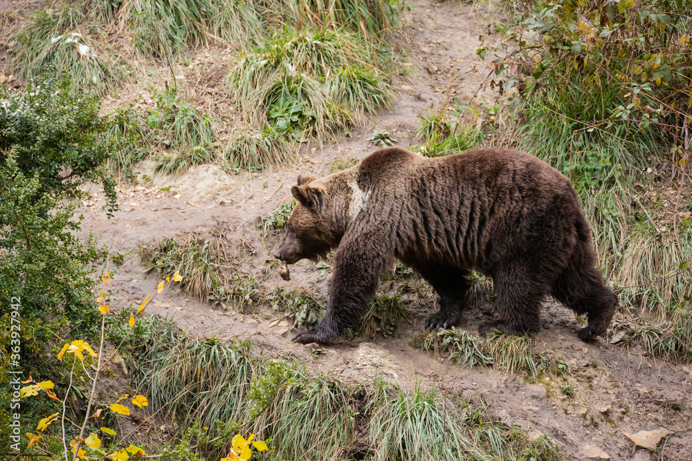 Fototapeta premium Oso pardo (Ursus arctos)