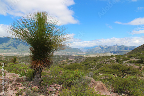 A rare young yucca queretaroensis tree in the landscape of Queretaro, Mexico, where the spikey plant is native to. The beautiful sight of the rugged terrain in the Sierra Madre desert is breathtaking.