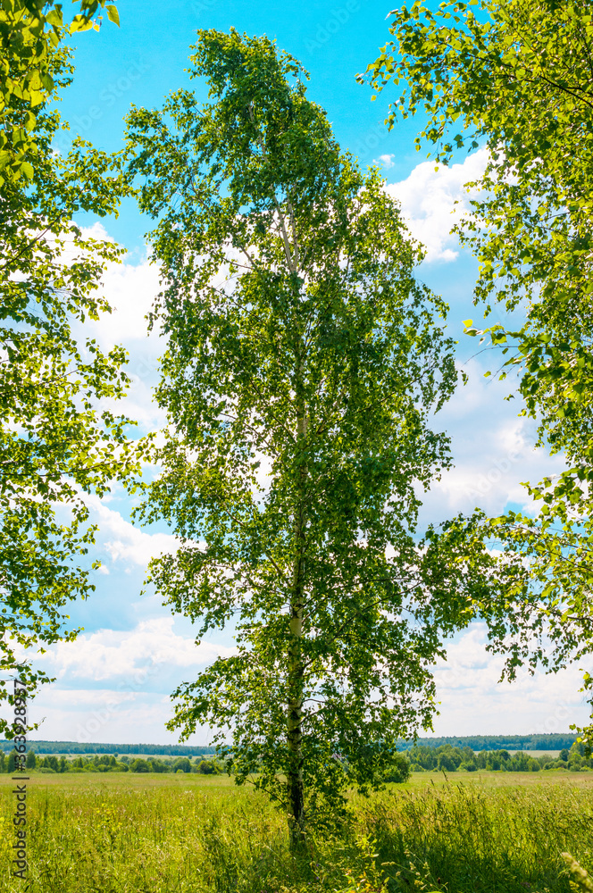 Fototapeta premium Birch tree on a green field against blue sky
