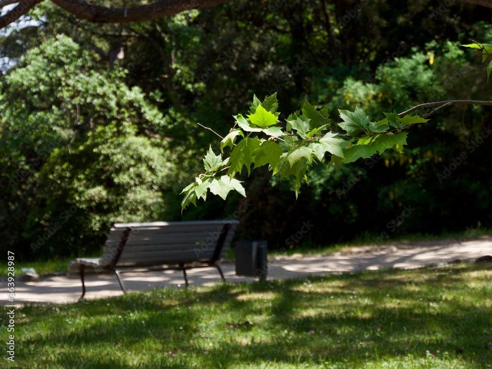 Ij petry, trees in Vorontsovsky park in Crimea, May 2019 Ij petry, trees in Vorontsovsky park in Crimea, May 2019