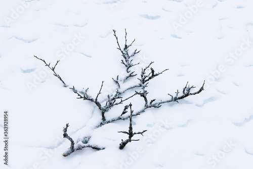 Branch lying on snowy ground