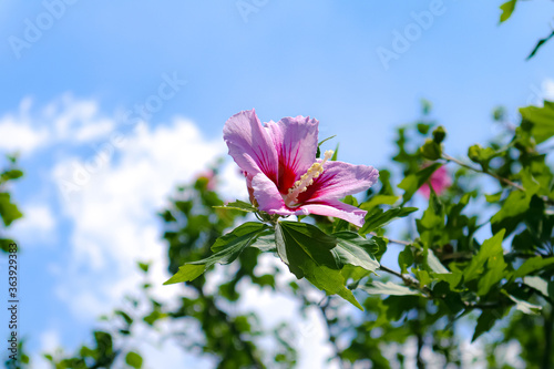 Pink and white color of hibiscus
