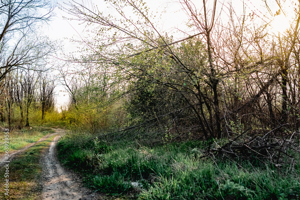 Colorful spring landscapes of nature with fallen trees after a storm, fallen large branches without leaves on green fresh grass and paths