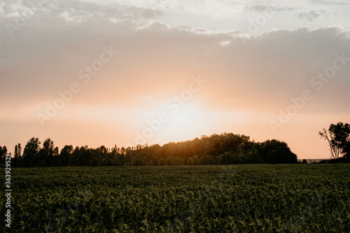 sunset over the field