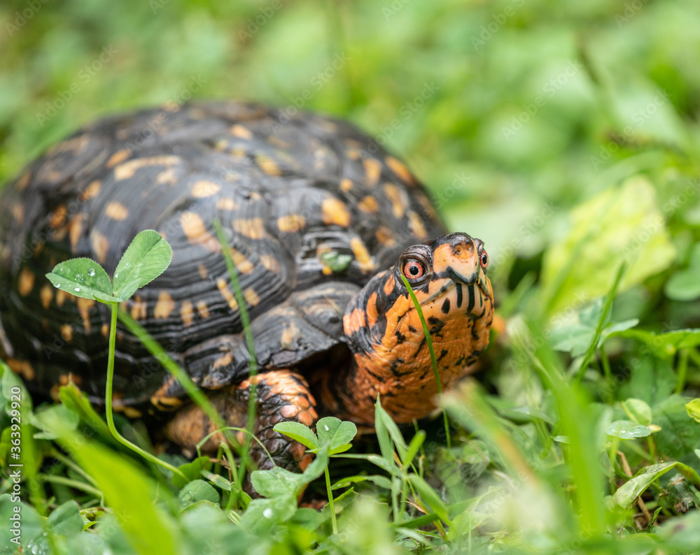 Eastern Box Turtle (Terrapene carolina Carolina) has bright coloration including red eyes. Eastern Box Turtle (Terrapene carolina Carolina) has bright coloration including red eyes.