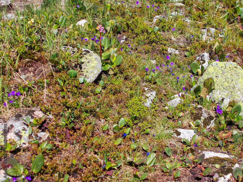 Obraz premium Mountain meadow