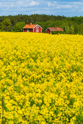 Yellow rapeseed field in front of red houses