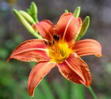 A close view of the bright orange day lily in the garden.