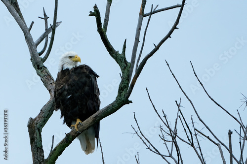 Adult eagle perched on a branch